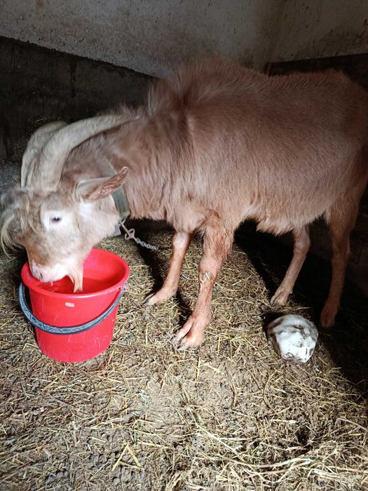 Alpina franceza gestante