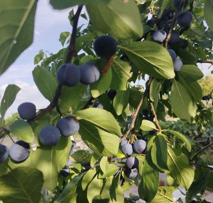 Продам  дачу в городе.