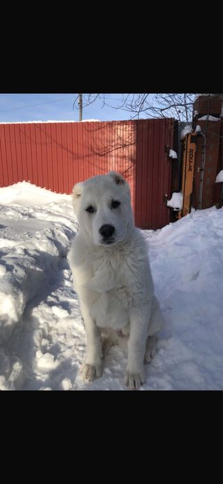 Собака алабай бесплатно