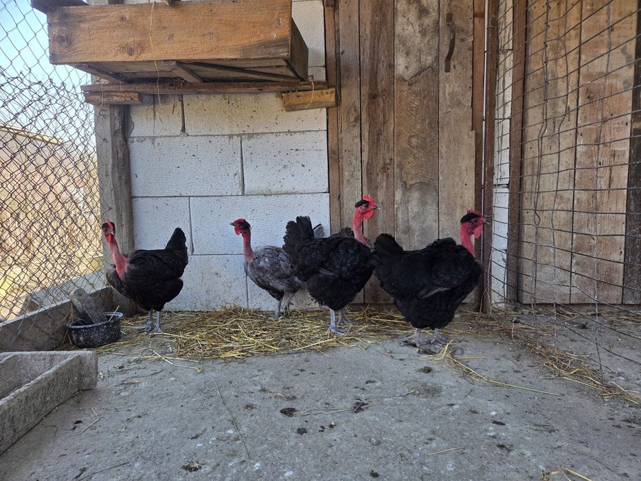 Cocosi Gat Golas de Transilvania