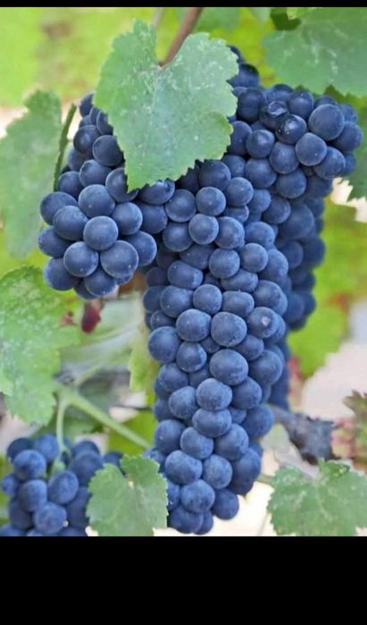 Butasi de vită de vie de anul 2 și de anul 3