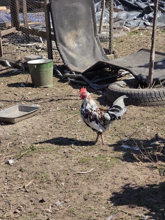 Cocos american  pitici