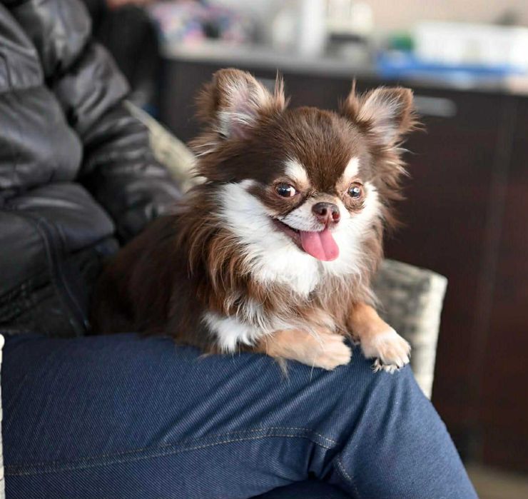 Мъжко мини чихуахуа шокладов тен на две години с тегло 2 кг