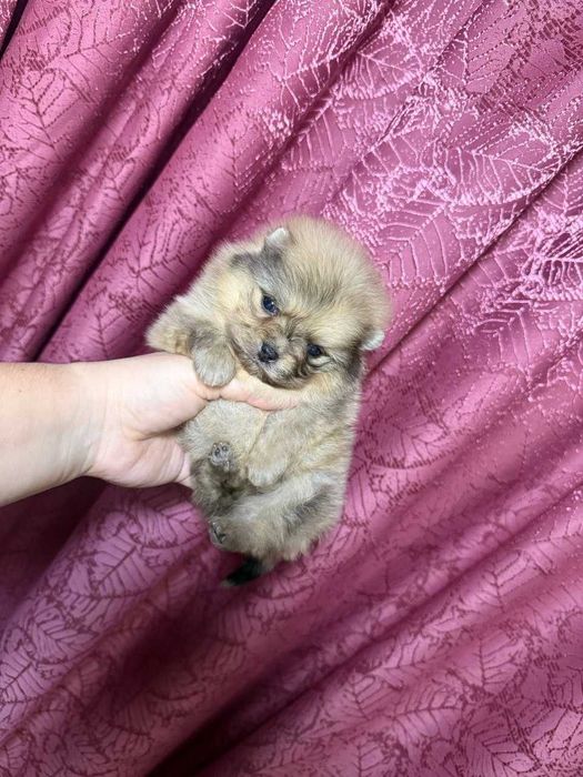 Померанский Шпиц