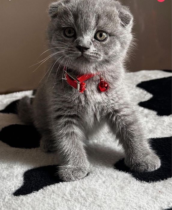 Pui de pisică British Shorthair & Scottish Fold – rasă deosebită