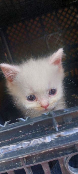 Продается котят