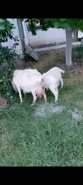 лақ козлёнок ұрғашы еркек
