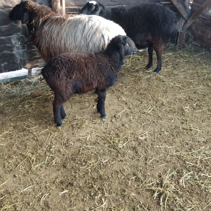 Moda qazoqi baracha sotiladi