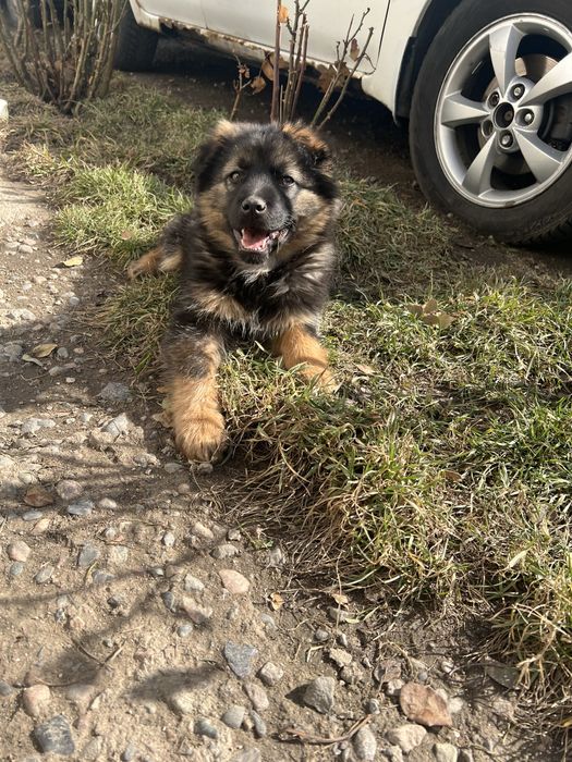 Щенок Немецкой Овчарки