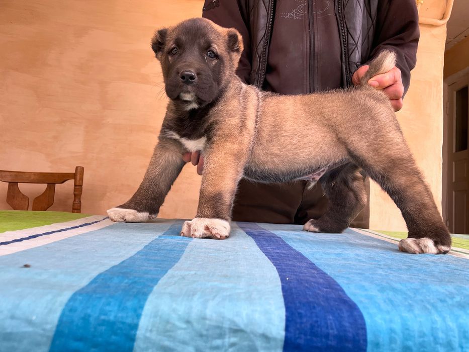 Щенок Турецкого Кангала ( Чистокровный )