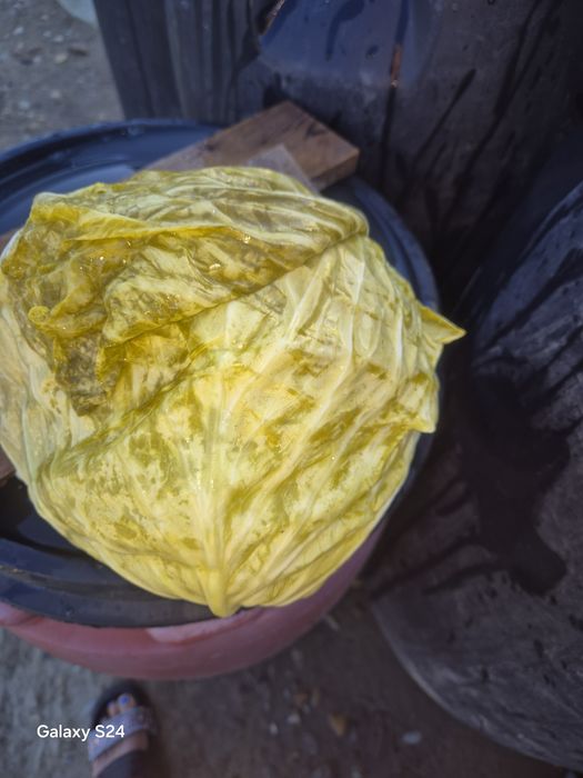 Varza murată calitate bună