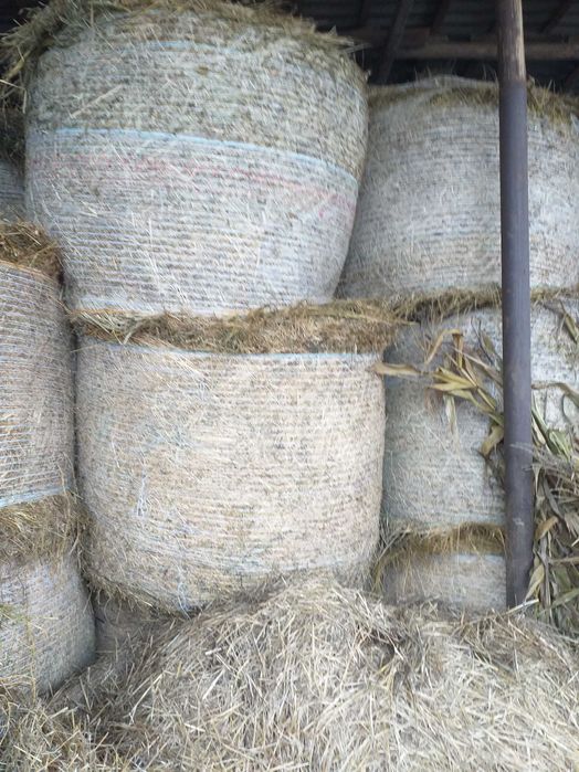 Vind Fin Lucerna si Paie asigur transport cu Tir