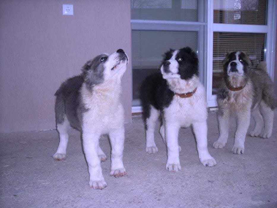 Продавам кученца Алабай(Средноазиатска овчарка)Чистокръвни!