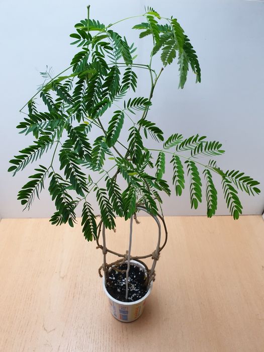 Огненное дерево. Распродажа