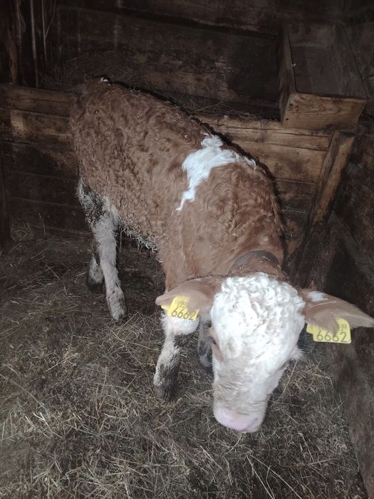 vând 2 vitei baltata românească