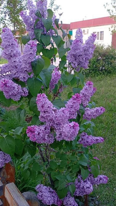 Букет сирени 500 тг