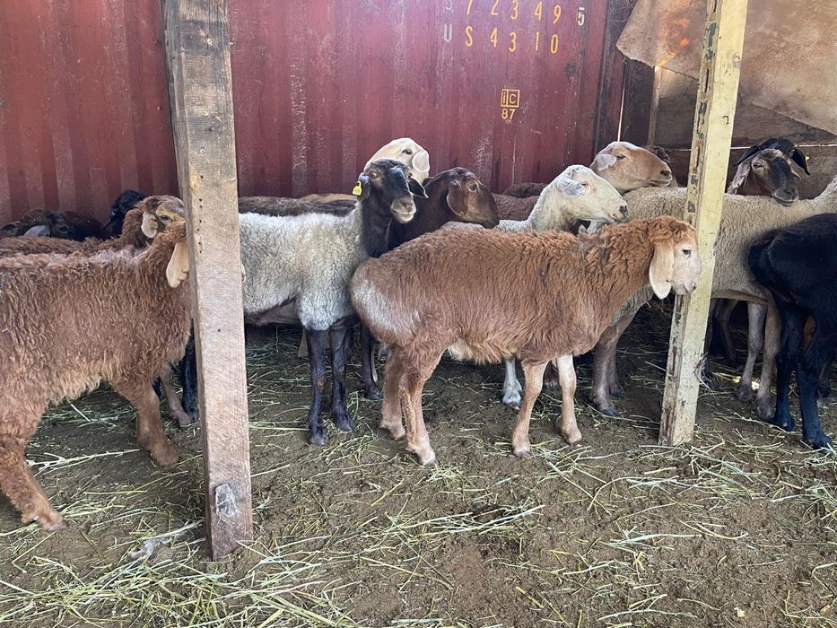 Семіз қой сатылады