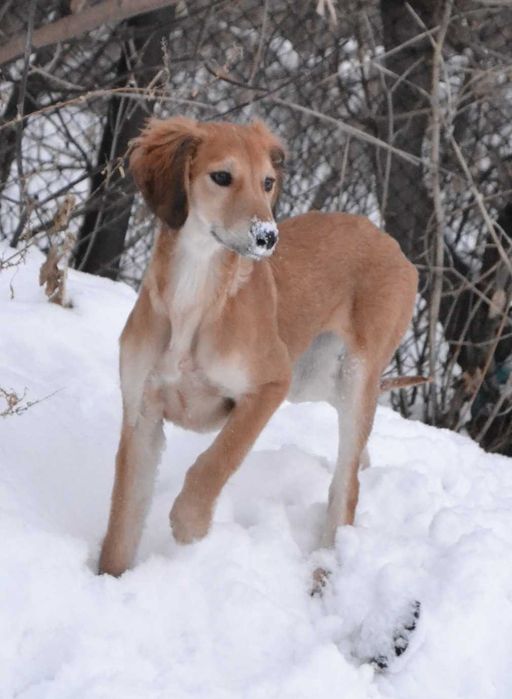 Щенки казахский тазы