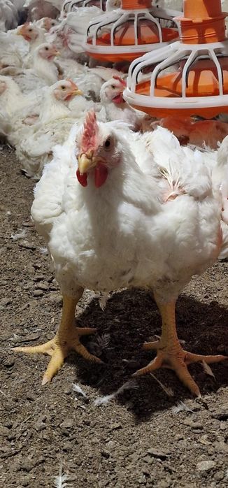 Продам Бройлерные куры