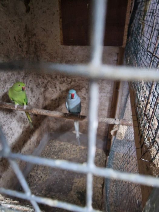 Papagali micul alexandru