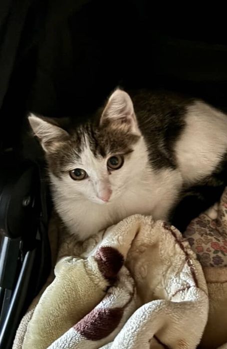 Дарим молодого кота