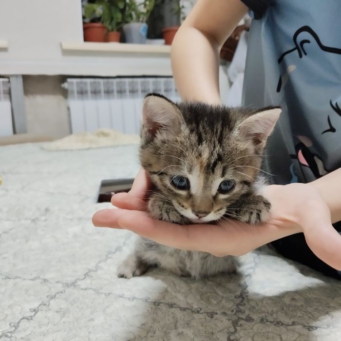 Отдадим котят в добрые руки