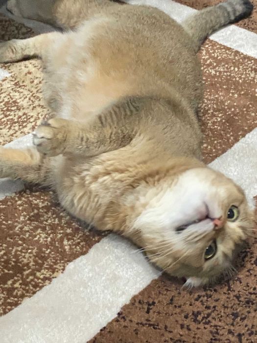 шикарные  драгоценные малыши шиншиллы