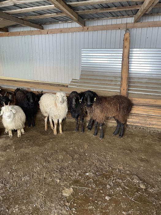 Қой токты ешкі сатылады