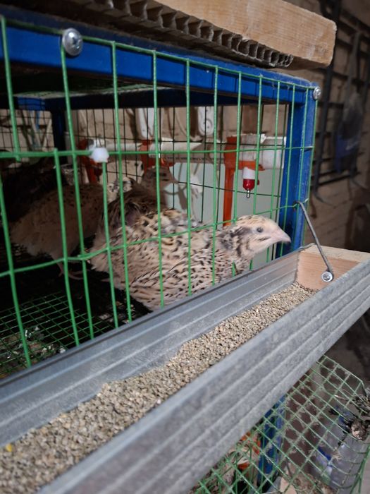 Бедана бор японский и золотистый