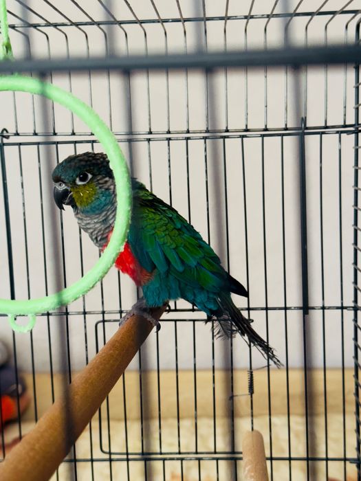 Папагал Пирура Молина