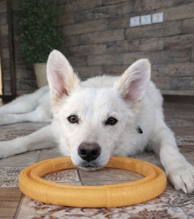 Стерилизованная собака, привита, воспитана