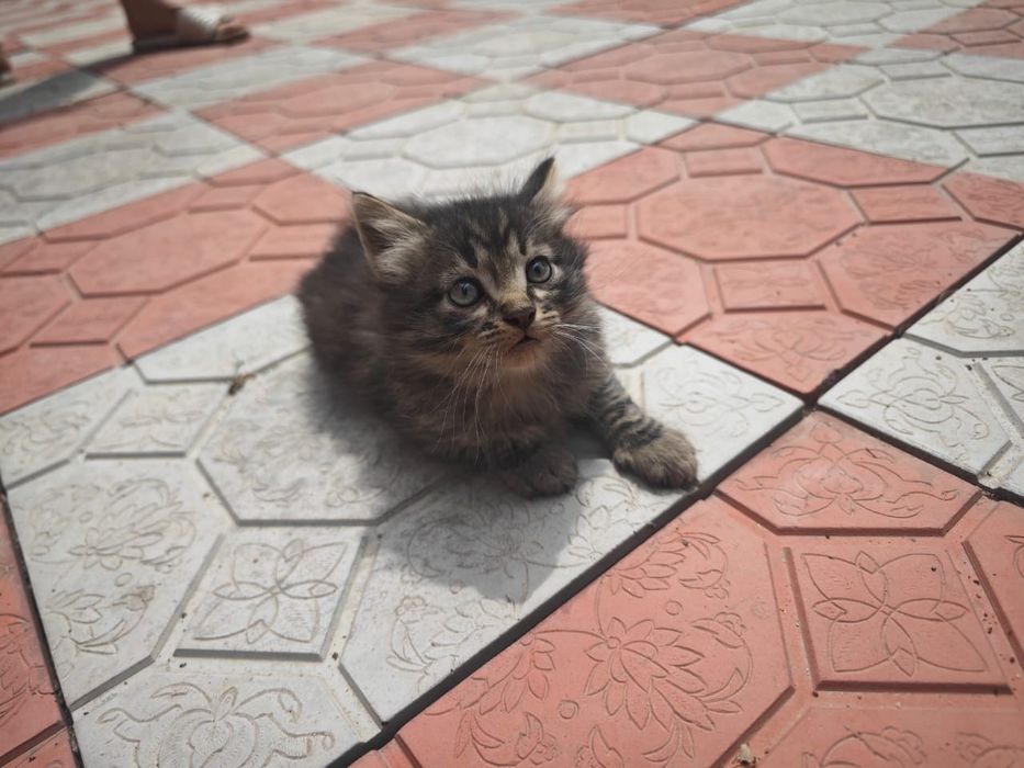 Отдам котят 1,5 месяца