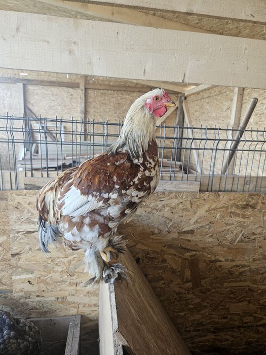 Cocosi de vanzare moțați si încălțați