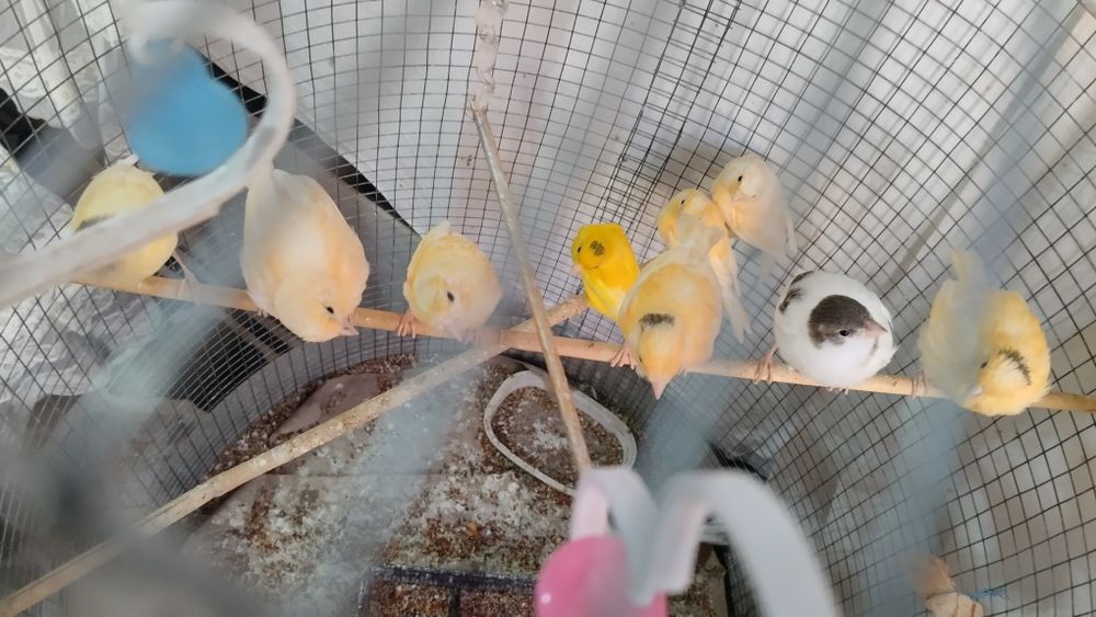 Продаются птицы канарейки молодые , детёныши мозаик..