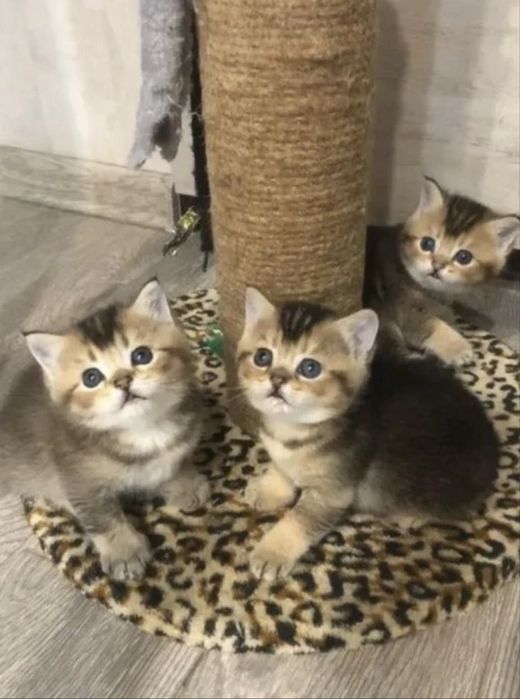 Шиншиллы Котята Золотые!