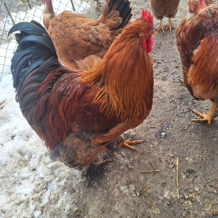 Vând cocoși si găini au 9 luni.