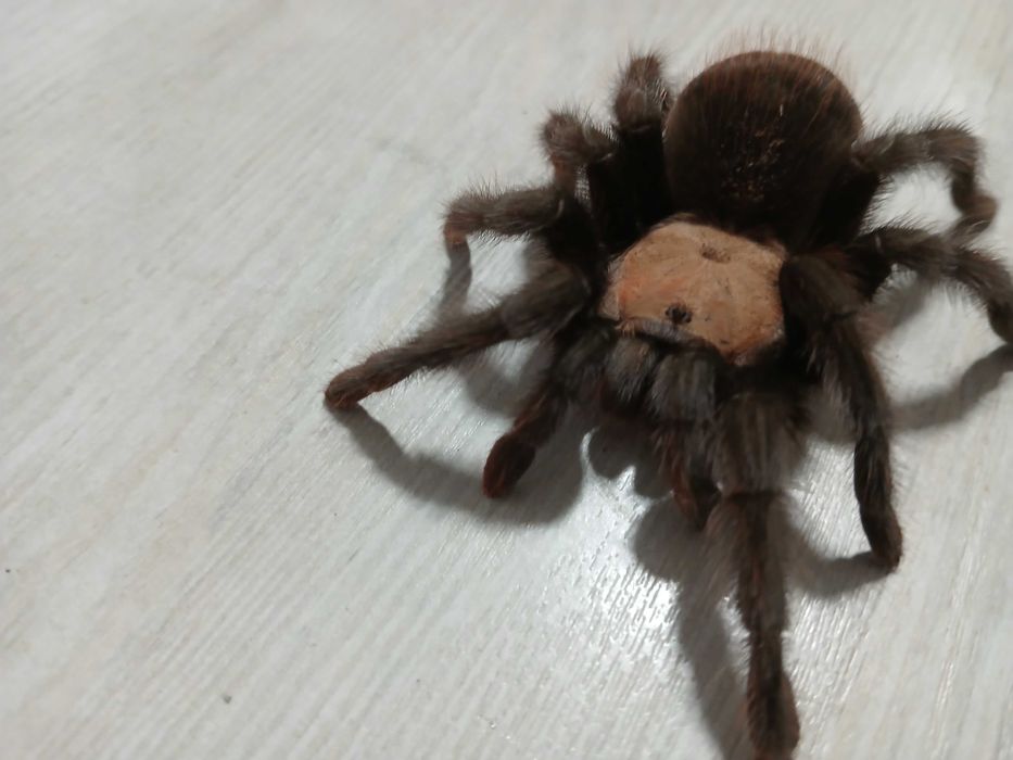 Паук птицыед брахипельма
