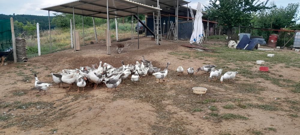 Продавам Гъски  Гъсета