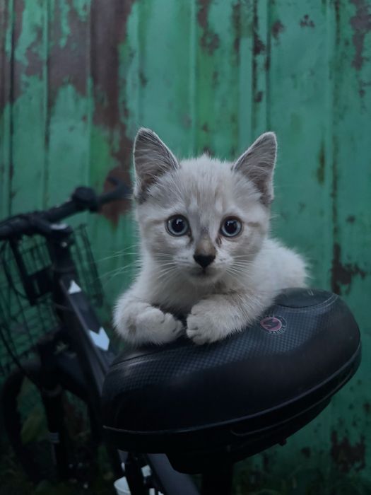 Котята сиамец и охос азулес