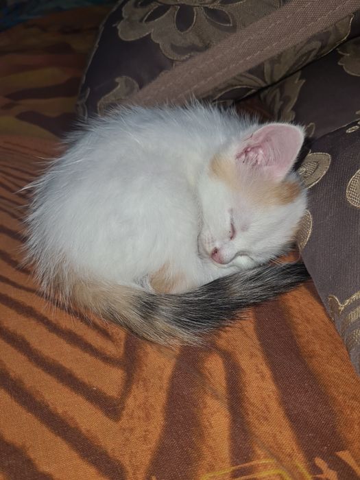 Отдам котёнка девочку.