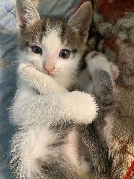 Отдам котят в добрые руки.