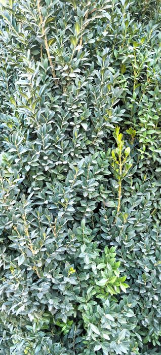 Продам самшит зелёный