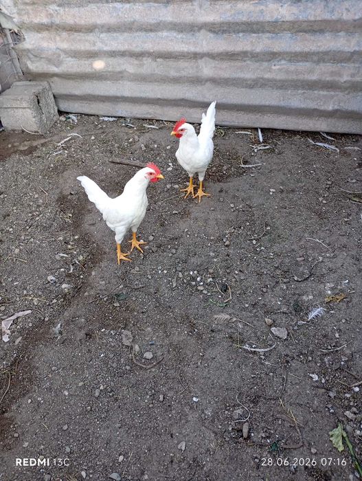 DE VÂNZARE – Cocosi Leghorn Alb 4 luni