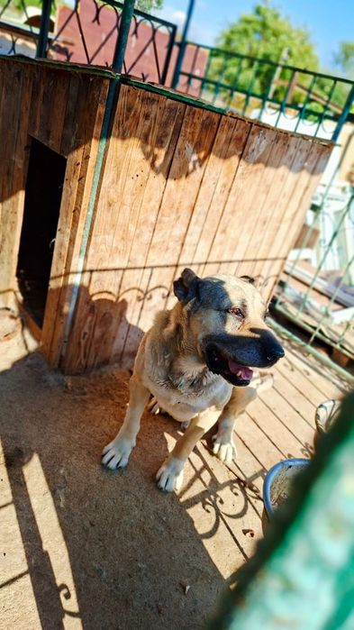 Продам щенков алабая