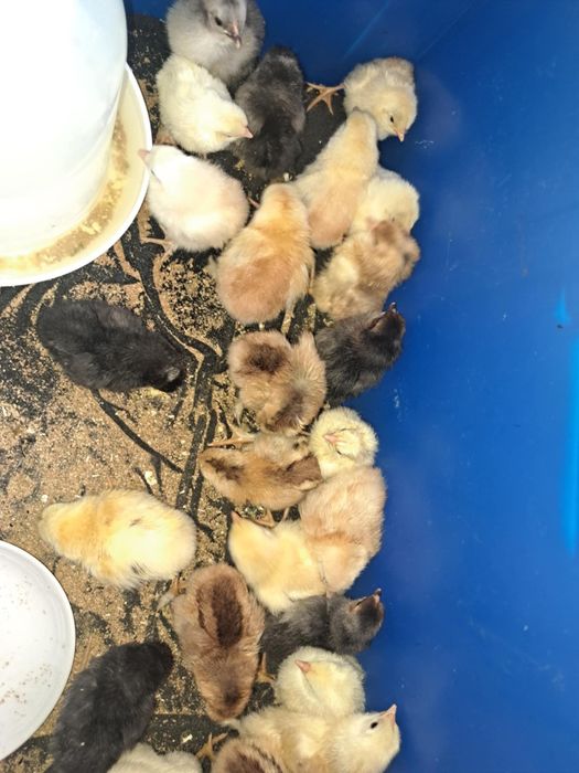 Vând 27 pui de oua verzi