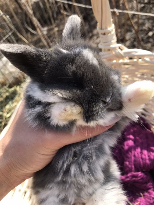 Кролики декоративные Карликовые