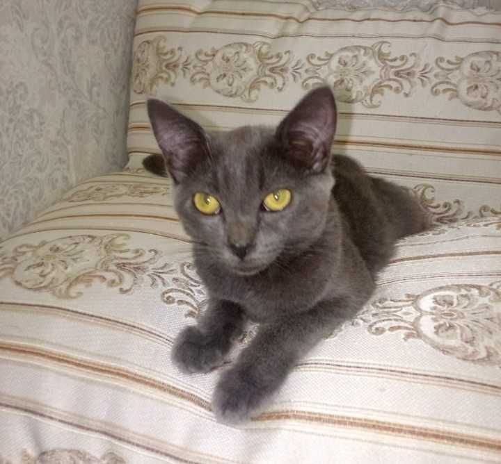 Котики редкой породы