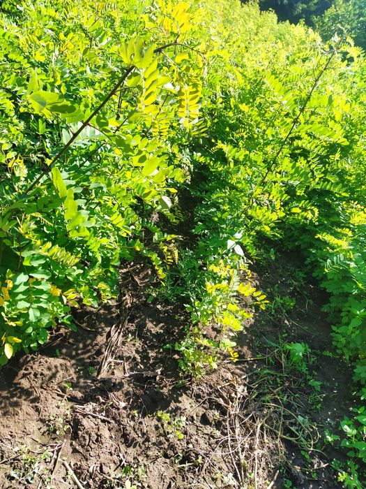 Puieți de salcâm anul 1