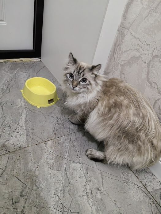 Отдам кошку (Американский Кёрл)