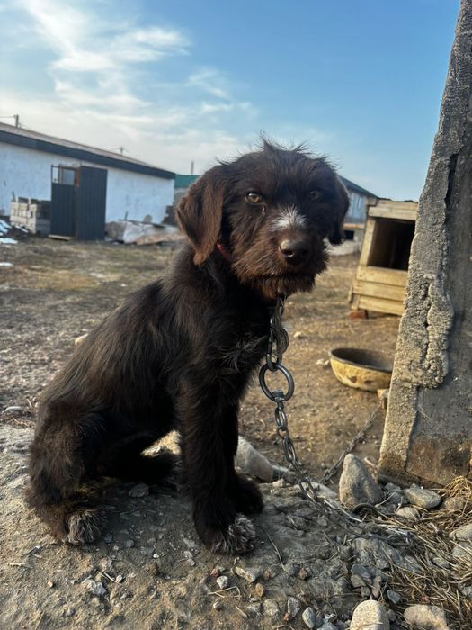 Продам щенка дратхаара 3 мес девочка